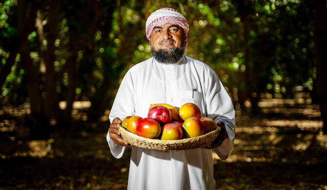 Saudi Farmer Expands Mango Orchard to 1,700 Trees