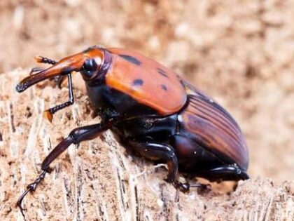 Qatar Urges Farmers to Intensify Monitoring for Red Palm Weevil