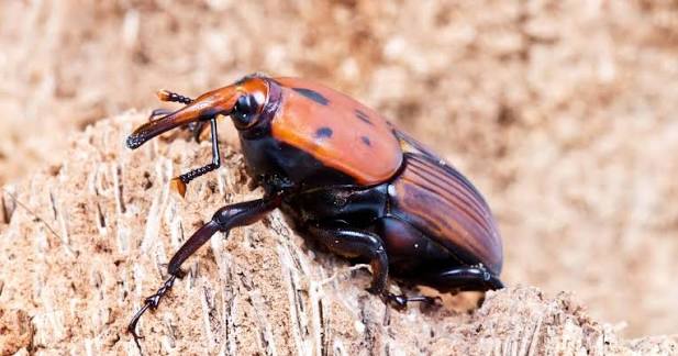 Qatar Urges Farmers to Intensify Monitoring for Red Palm Weevil